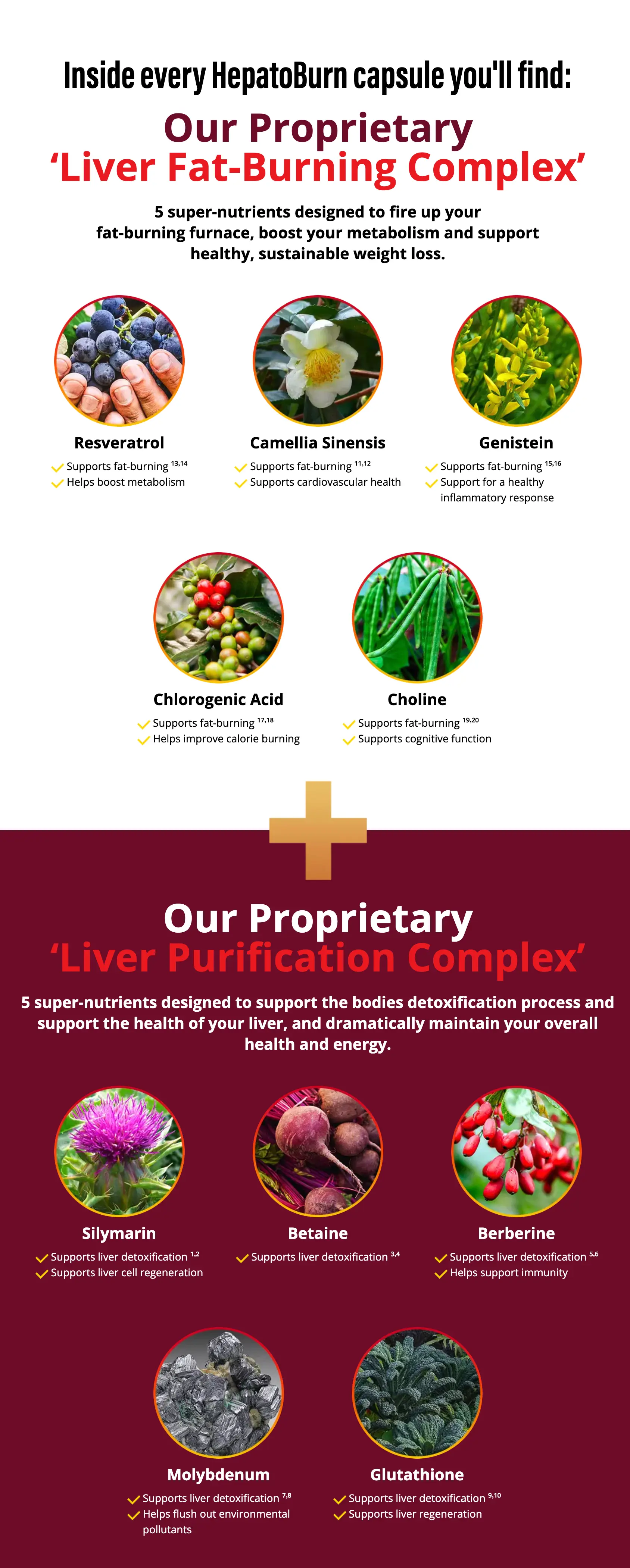 HepatoBurn Ingredients